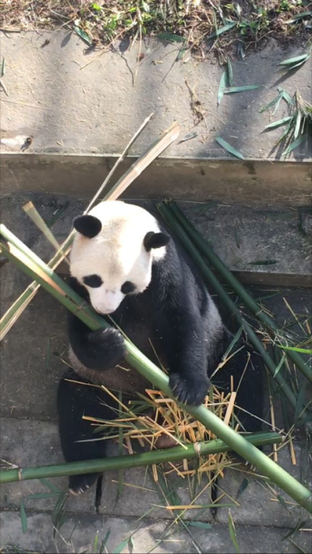 Adapting to China and Pandas