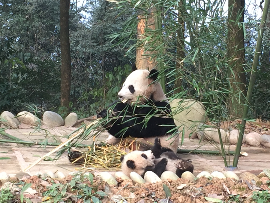 Mei Xi and Cubs