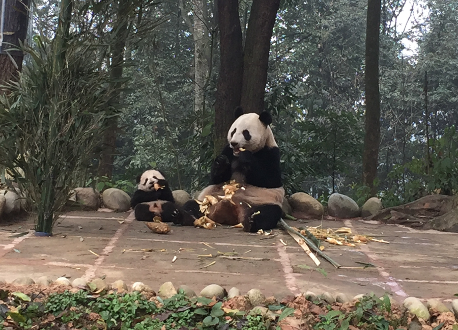 Caring for Panda Babies