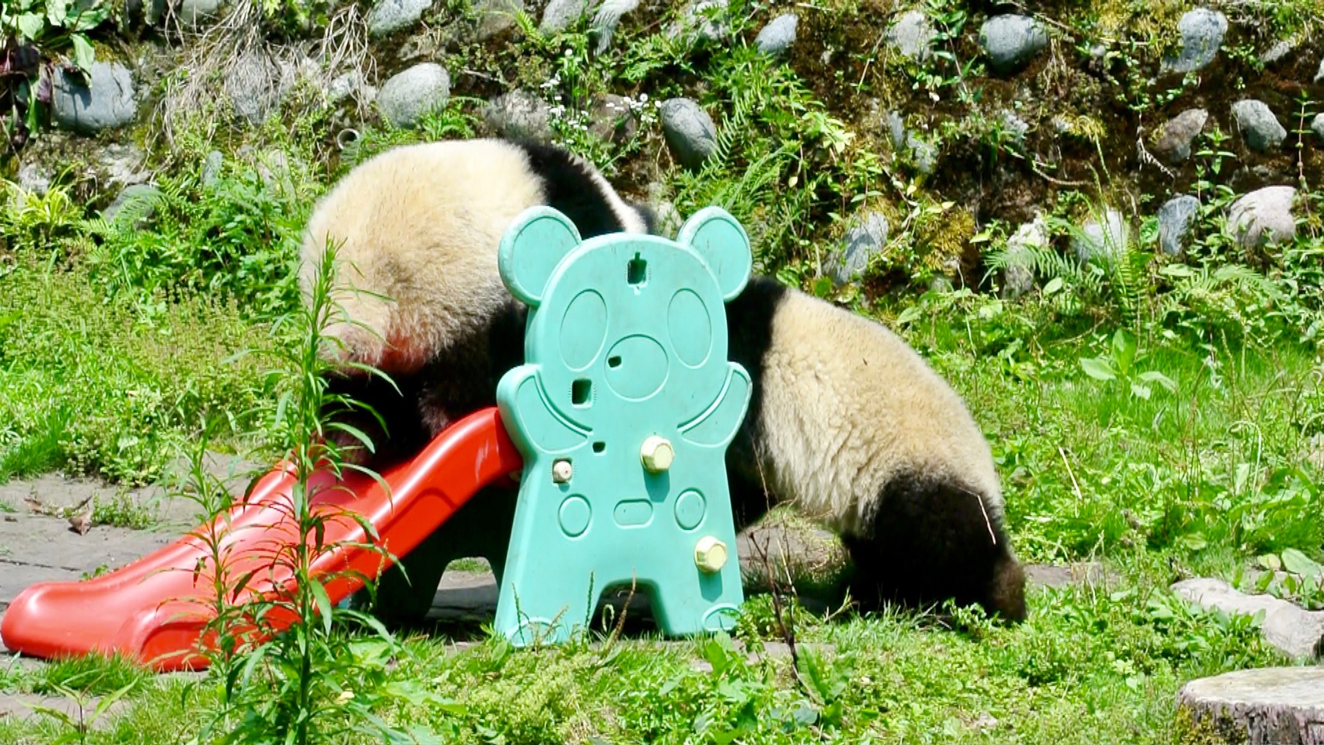 Giant Panda Maternal Care